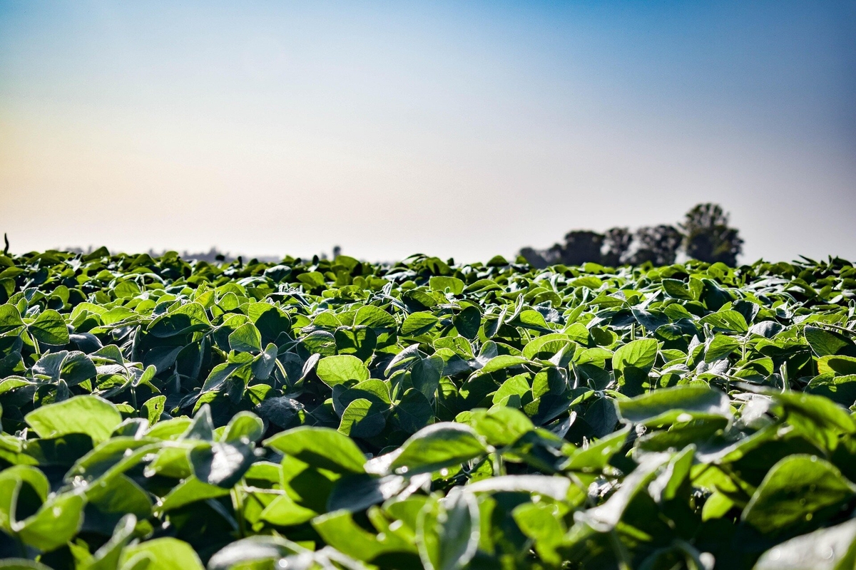 Tillage reductions lead to dramatic rise in crop yields and soil organic carbon levels. Photo: Phys.org.