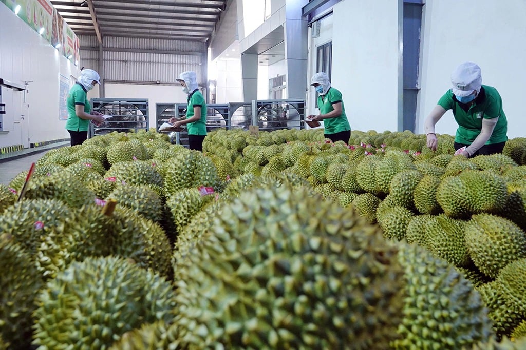 Năm 2024 ghi nhận sự tăng trưởng vượt bậc của mặt hàng trái cây xuất khẩu. Ảnh: Đào Ngọc Thạch. Năm 2024 ghi nhận sự tăng trưởng vượt bậc của mặt hàng trái cây xuất khẩu. Ảnh: Đào Ngọc Thạch.