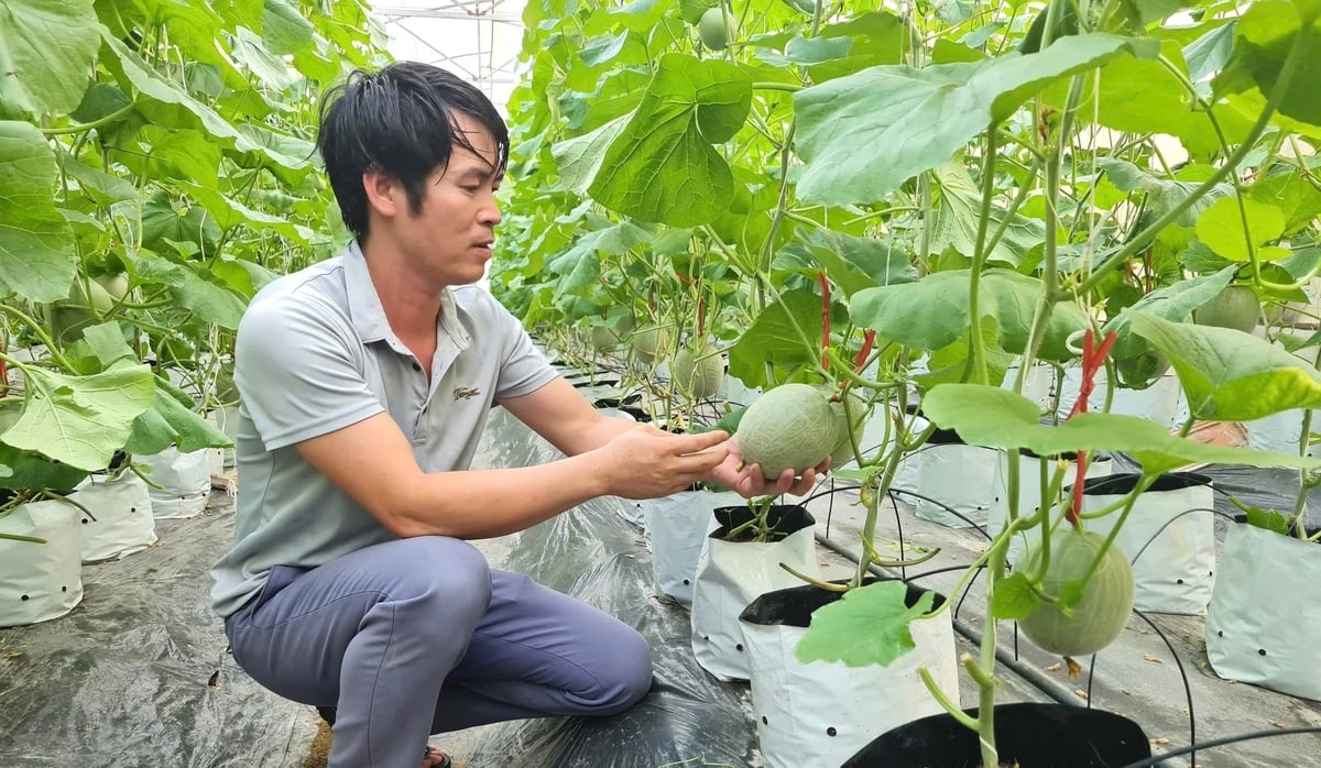 Nhiều mô hình ứng dụng khoa học kỹ thuật vào sản xuất nông nghiệp tại Nghệ An mang lại hiệu quả kinh tế vượt trội so với sản xuất đại trà. Ảnh: Việt Khánh. Nhiều mô hình ứng dụng khoa học kỹ thuật vào sản xuất nông nghiệp tại Nghệ An mang lại hiệu quả kinh tế vượt trội so với sản xuất đại trà. Ảnh: Việt Khánh.