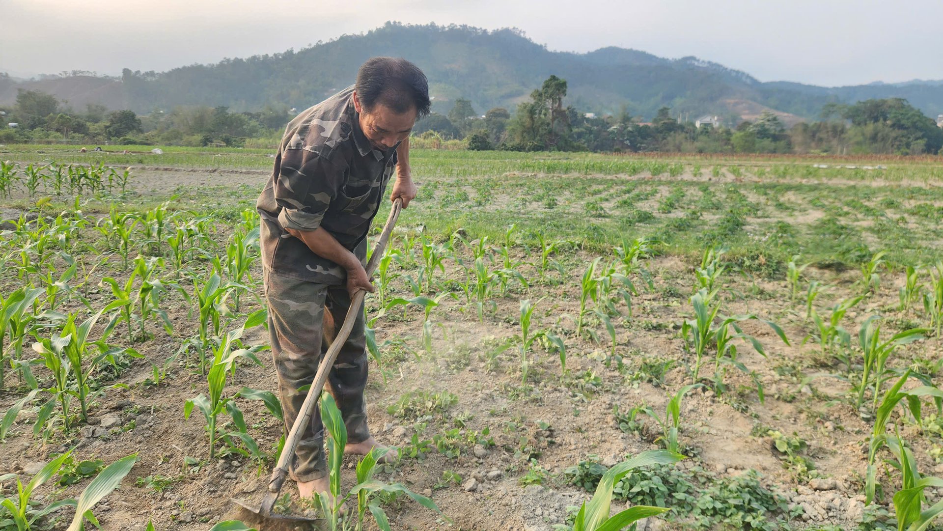 Ông Lài Trắng Phè đang chăm sóc ruộng ngô khô cằn vì thiếu nước. Ảnh: Nguyễn Thành. Ông Lài Trắng Phè đang chăm sóc ruộng ngô khô cằn vì thiếu nước. Ảnh: Nguyễn Thành.