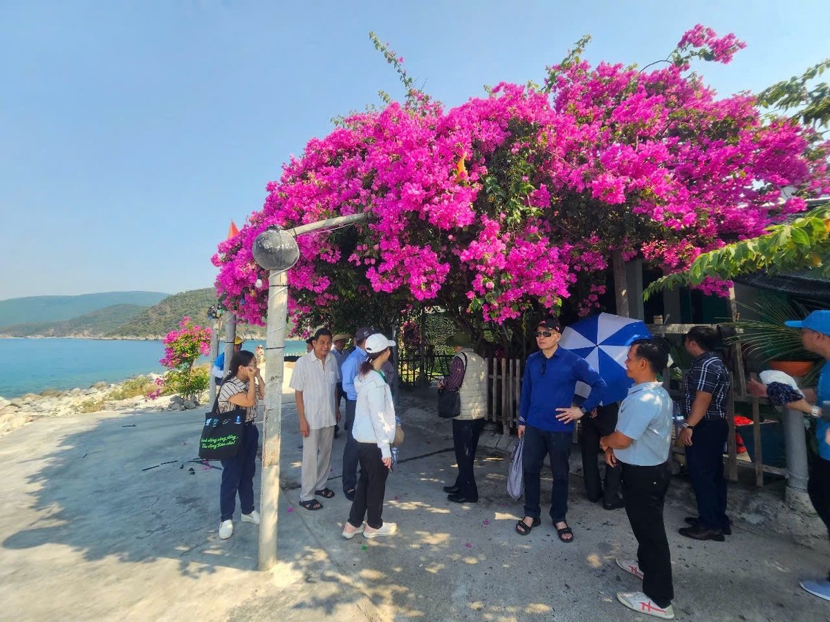 The coastal road has beautiful blooming bougainvillea trees. 