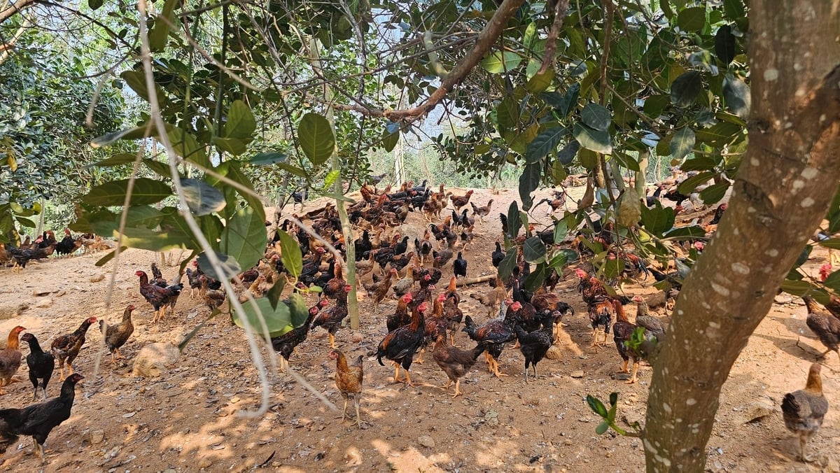 Chăn nuôi gà thả đồi ở huyện Bảo Thắng (Lào Cai). Ảnh: H.Đ. Chăn nuôi gà thả đồi ở huyện Bảo Thắng (Lào Cai). Ảnh: H.Đ.