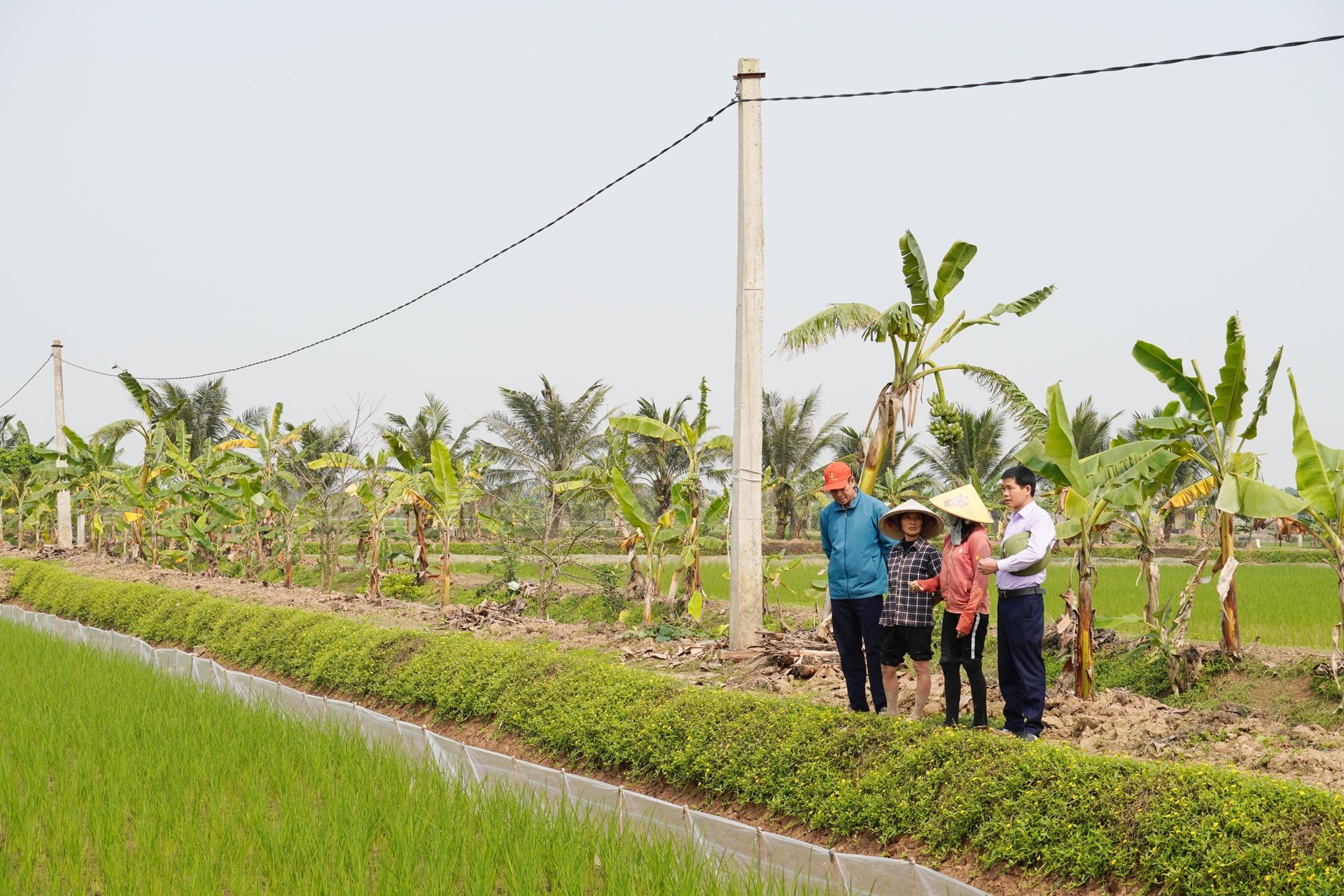 Những xã viên của HTX An Thanh đã tự nguyện thay đổi tư duy, từ sản xuất lúa truyền thống sang canh tác lúa - rươi - cáy hữu cơ. Ảnh: Hồng Thắm. Những xã viên của HTX An Thanh đã tự nguyện thay đổi tư duy, từ sản xuất lúa truyền thống sang canh tác lúa - rươi - cáy hữu cơ. Ảnh: Hồng Thắm.