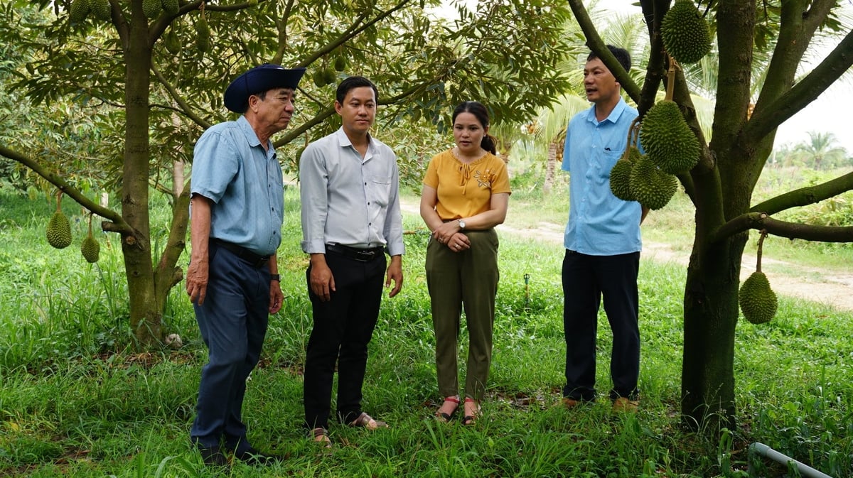 Tân Biên từng bước hình thành các cánh đồng lớn, áp dụng quy trình sản xuất nông nghiệp theo VietGAP. Ảnh: Trần Trung. Tân Biên từng bước hình thành các cánh đồng lớn, áp dụng quy trình sản xuất nông nghiệp theo VietGAP. Ảnh: Trần Trung.
