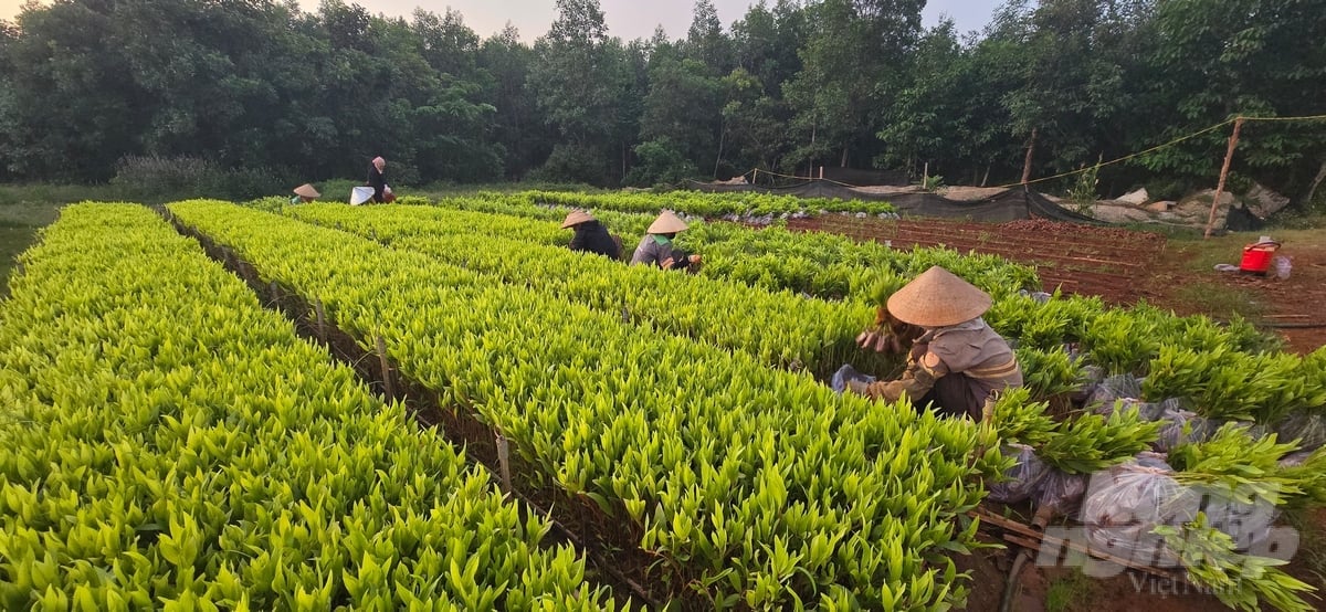 Vườn ươm cây giống của BQL rừng phòng hộ Xuân Lộc luôn sẵn sàng cho công tác trồng rừng thay thế do cây chết trong mùa khô, hoặc diện tích bị người dân chặt phá. Ảnh: Minh Sáng.