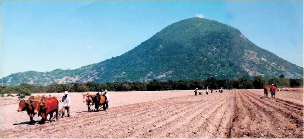 Người dân Tây Ninh khai phá đất hoang để trồng sắn, giải quyết nhu cầu lương thực. Ảnh: Tài liệu Tây Ninh. Người dân Tây Ninh khai phá đất hoang để trồng sắn, giải quyết nhu cầu lương thực. Ảnh: Tài liệu Tây Ninh.