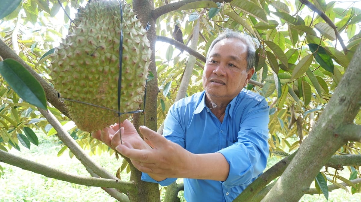 Ông Thà phấn khởi bên thành quả của gần nửa thế kỷ bám trụ, khai phá và xây dựng trên mảnh đất quê hương. Ảnh: Trần Trung. Ông Thà phấn khởi bên thành quả của gần nửa thế kỷ bám trụ, khai phá và xây dựng trên mảnh đất quê hương. Ảnh: Trần Trung.