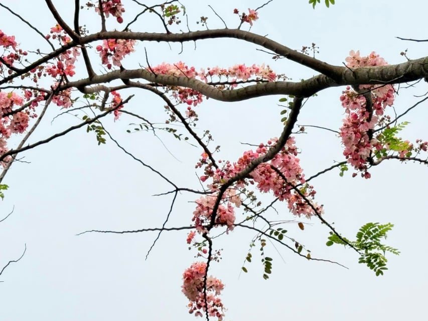 Hoa anh đào ở vườn hồng Tư Tôn. Ảnh: Kdl Vườn hồng Tư Tôn. Hoa anh đào ở vườn hồng Tư Tôn. Ảnh: Kdl Vườn hồng Tư Tôn.