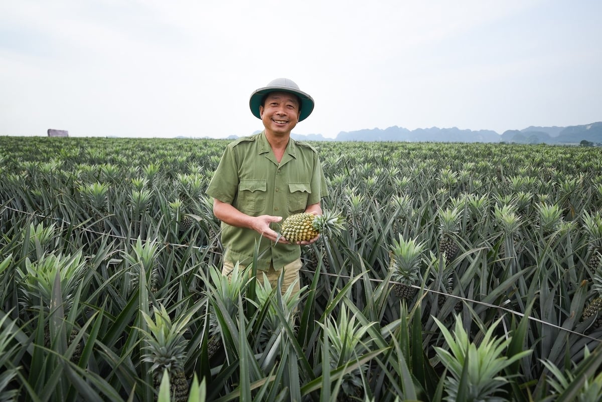 Ông Phạm Ngọc Chi và đồng dứa ở Bãi Sải. Ảnh: Tùng Đinh.