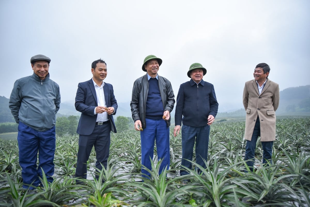 Ông Đinh Cao Khuê (đứng giữa) trong chuyến thăm vùng nguyên liệu dứa ở Hà Tĩnh đầu năm 2025. Ảnh: Tùng Đinh.