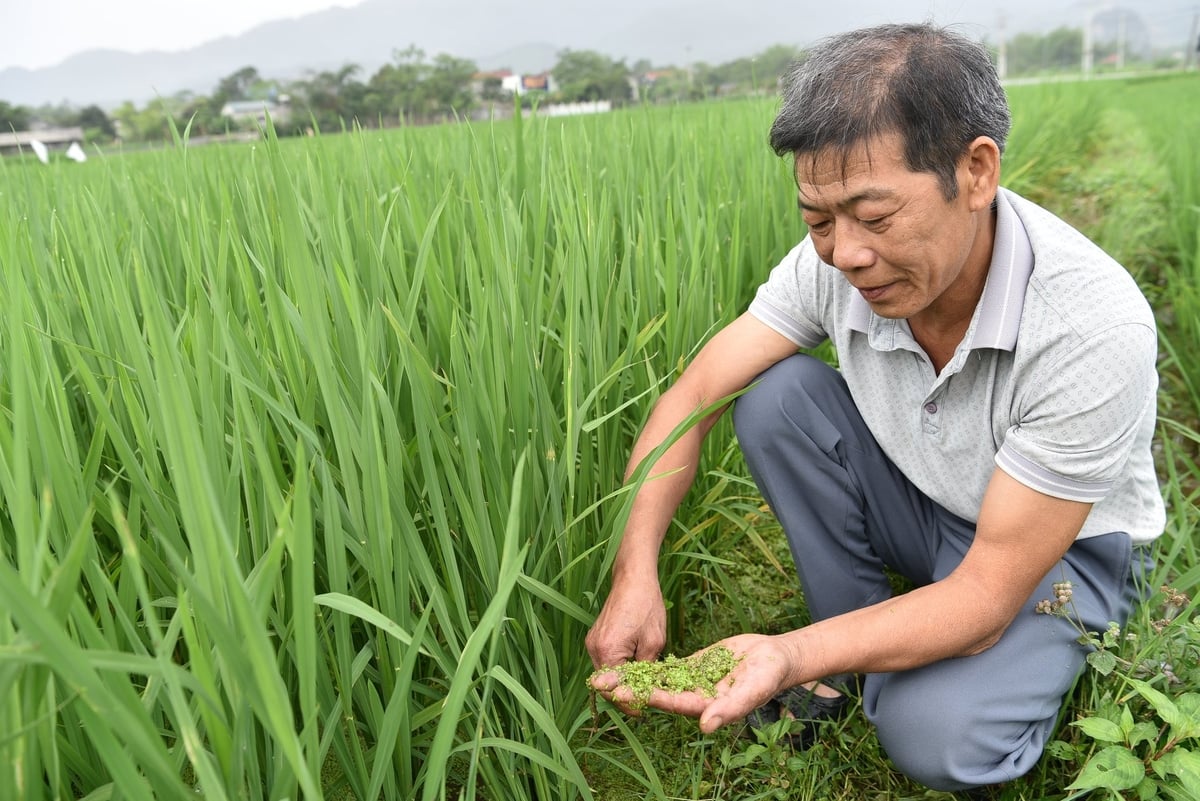 Ông Đinh Văn Dự - Tổ trưởng tổ khuyến nông xã Thắng Sơn bên ruộng lúa có nhiều bèo tấm. Ảnh: Dương Đình Tường. Ông Đinh Văn Dự - Tổ trưởng tổ khuyến nông xã Thắng Sơn bên ruộng lúa có nhiều bèo tấm. Ảnh: Dương Đình Tường.