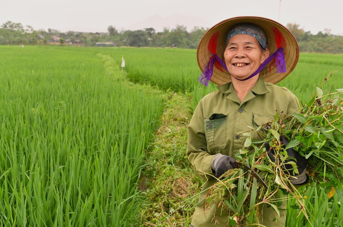Bà Quách Thị Việt đã 73 tuổi mà vẫn cấy 4 sào lúa và làm cỏ chứ không dùng thuốc bảo vệ thực vật. Ảnh: Dương Đình Tường. Bà Quách Thị Việt đã 73 tuổi mà vẫn cấy 4 sào lúa và làm cỏ chứ không dùng thuốc bảo vệ thực vật. Ảnh: Dương Đình Tường.