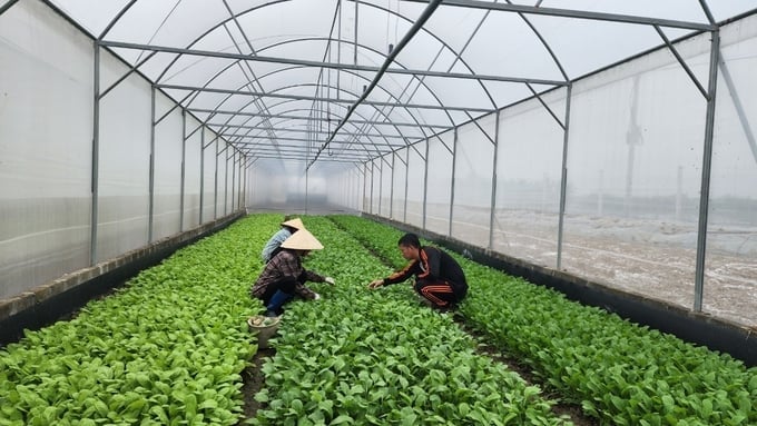 Vườn rau hữu cơ tại HTX công nghệ cao Đại Đồng, TP. Hải Phòng. Ảnh: Đinh Mười. Vườn rau hữu cơ tại HTX công nghệ cao Đại Đồng, TP. Hải Phòng. Ảnh: Đinh Mười.