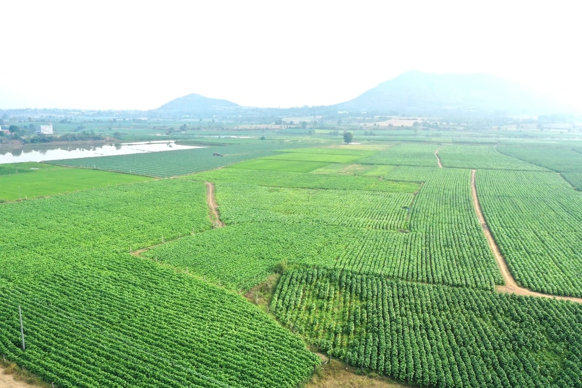 Sắn là một trong những cây trồng chủ lực tại xã Đất Bằng. Ảnh: Đăng Lâm. Sắn là một trong những cây trồng chủ lực tại xã Đất Bằng. Ảnh: Đăng Lâm.