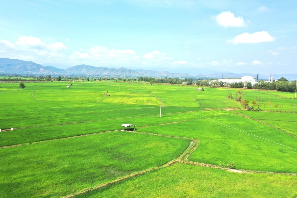 Với 250ha lúa nước hai vụ, lương thực được đảm bảo đủ quanh năm cho người dân xã Đất Bằng. Ảnh: Đăng Lâm. Với 250ha lúa nước hai vụ, lương thực được đảm bảo đủ quanh năm cho người dân xã Đất Bằng. Ảnh: Đăng Lâm.