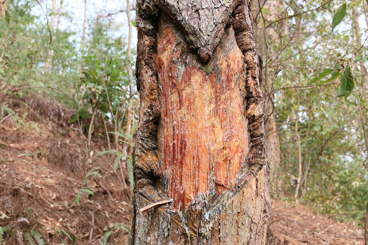 Người dân khoét thân cây. Ảnh: Thanh Tiến. Người dân khoét thân cây. Ảnh: Thanh Tiến.