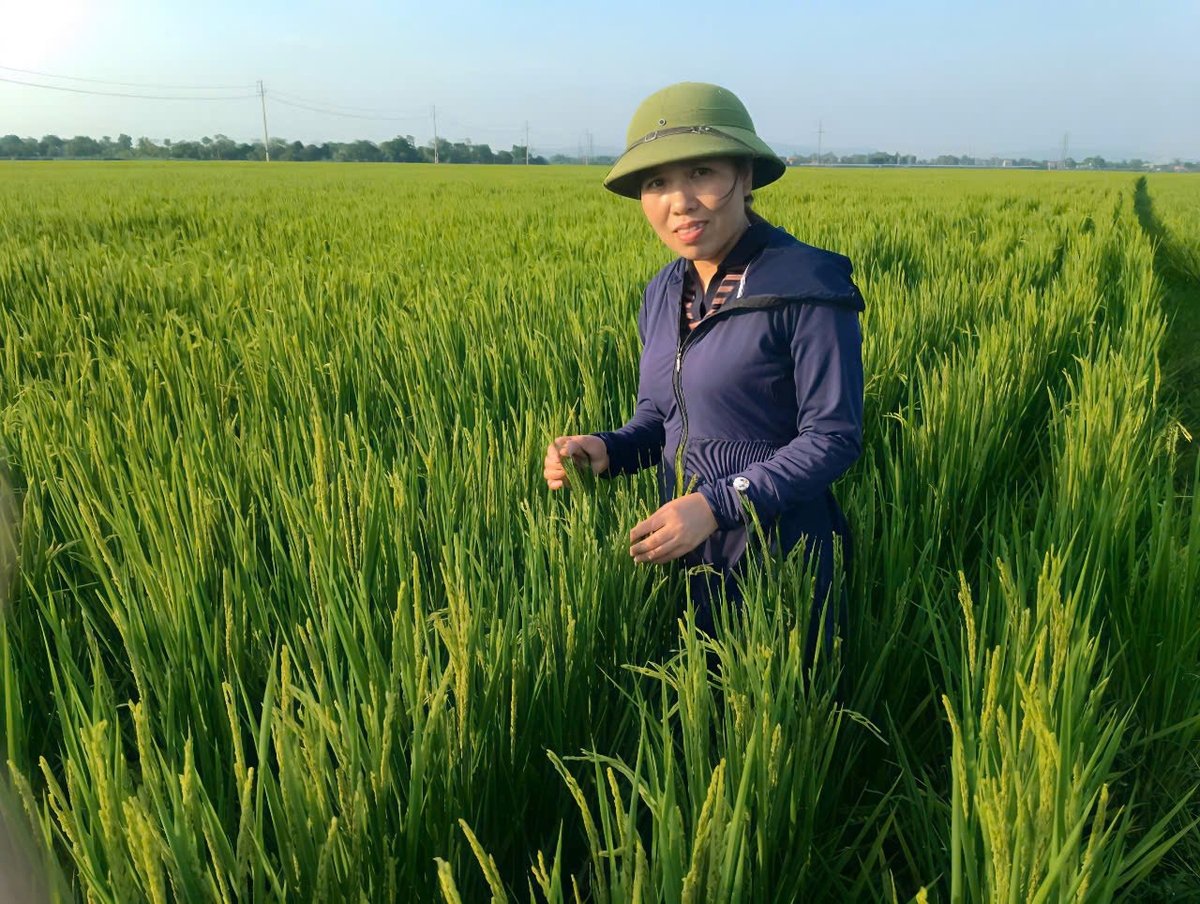 Chị Lê Thị Tú trăn trở khi diện tích cấy lúa J02 bị thu hẹp trên địa bàn xã Thiệu Công. Ảnh: Thanh Tâm Chị Lê Thị Tú trăn trở khi diện tích cấy lúa J02 bị thu hẹp trên địa bàn xã Thiệu Công. Ảnh: Thanh Tâm