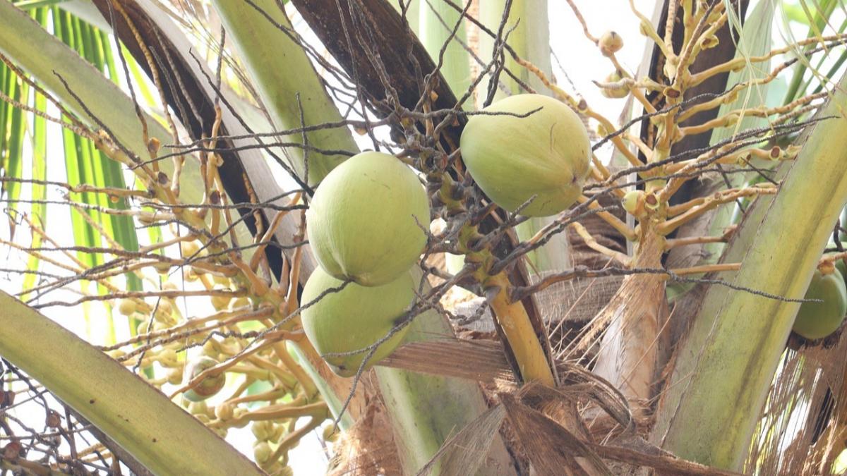Việt Nam định hướng quy hoạch diện tích trồng dừa khoảng 200.000 ha vào năm 2030. Ảnh: Produce Report. Việt Nam định hướng quy hoạch diện tích trồng dừa khoảng 200.000 ha vào năm 2030. Ảnh: Produce Report.