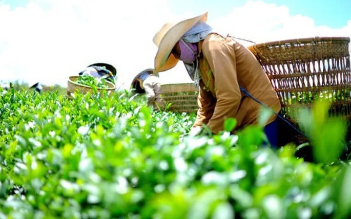 Việt Nam là một trong những nhà xuất khẩu chè lớn nhất thế giới. Ảnh: CTV. Việt Nam là một trong những nhà xuất khẩu chè lớn nhất thế giới. Ảnh: CTV.