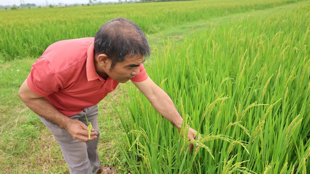 Anh Sáng nâng niu bông lúa J02 vừa trổ bông và say sưa nói về kĩ thuật trồng và chăm sóc. Ảnh: Thanh Tâm Anh Sáng nâng niu bông lúa J02 vừa trổ bông và say sưa nói về kĩ thuật trồng và chăm sóc. Ảnh: Thanh Tâm