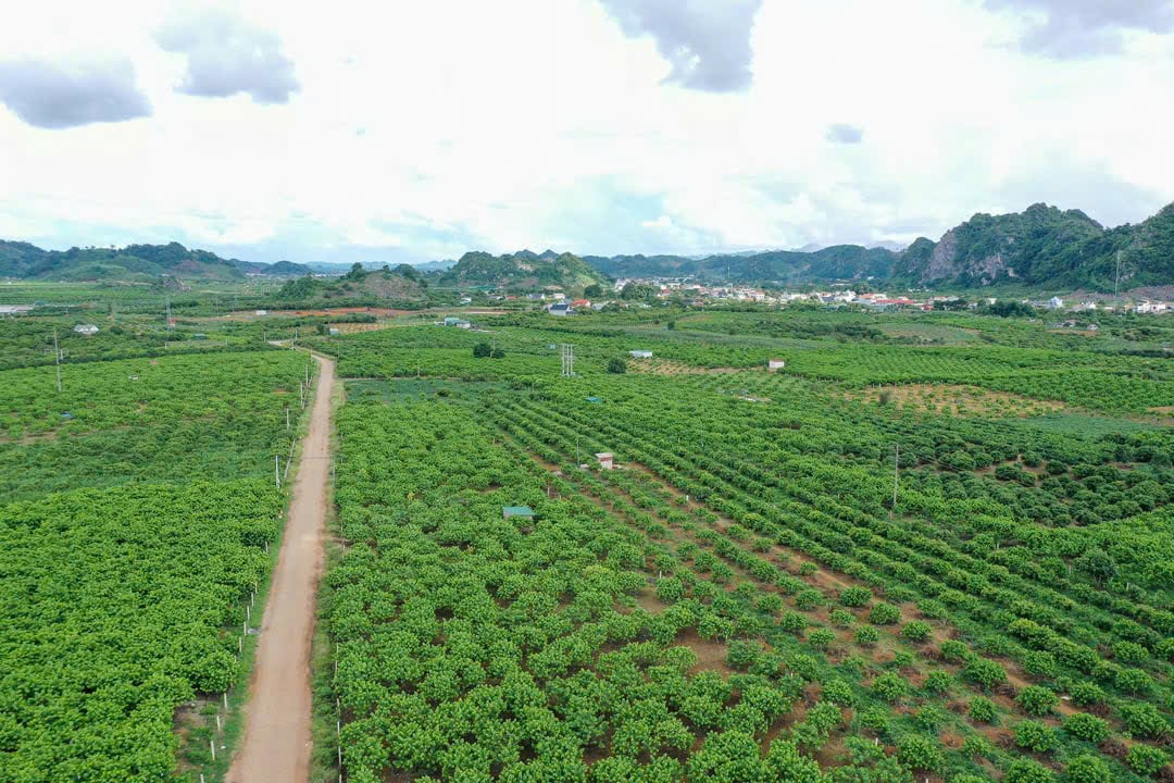 Cây na khoác màu xanh lên khắp bản làng ở Mai Sơn. Ảnh: Tùng Đinh. Cây na khoác màu xanh lên khắp bản làng ở Mai Sơn. Ảnh: Tùng Đinh.