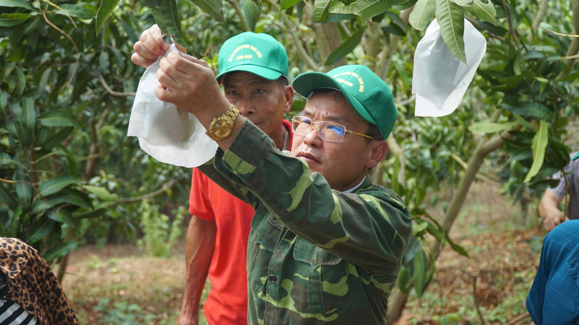 Từ cắt tỉa, bao trái đến tưới nhỏ giọt…, Sơn La đang áp dụng đồng bộ nhiều giải pháp kỹ thuật để nâng cao chất lượng trái cây. Ảnh: Nguyễn Nga. Từ cắt tỉa, bao trái đến tưới nhỏ giọt…, Sơn La đang áp dụng đồng bộ nhiều giải pháp kỹ thuật để nâng cao chất lượng trái cây. Ảnh: Nguyễn Nga.