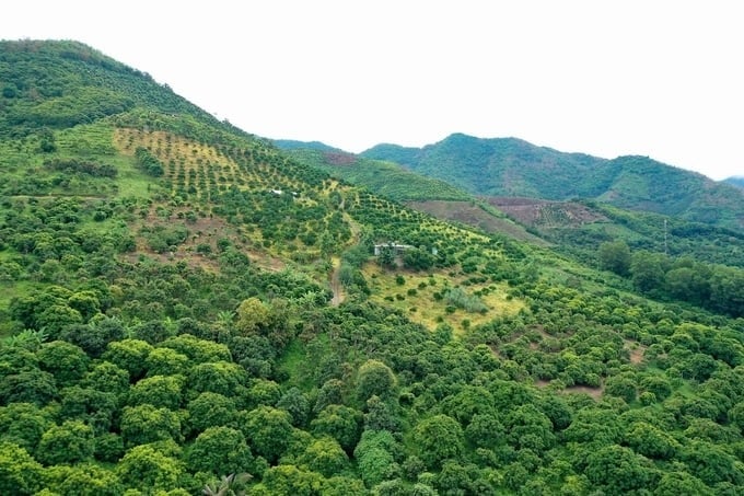 Màu xanh trên đất dốc - thành quả của hành trình biến đất cằn thành vùng chuyên canh cây ăn quả. Ảnh: Đức Bình. Màu xanh trên đất dốc - thành quả của hành trình biến đất cằn thành vùng chuyên canh cây ăn quả. Ảnh: Đức Bình.