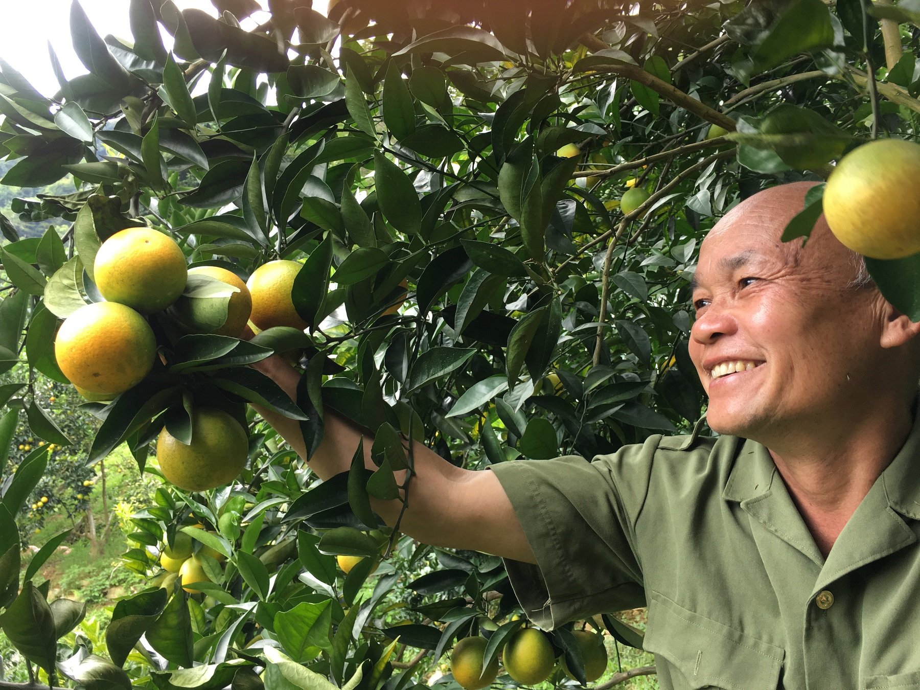 Nụ cười rạng rỡ giữa mùa cam chín trên những triền đồi phủ xanh cây trái ở Mường Cơi, Phù Yên. Ảnh: Nguyễn Nga. Nụ cười rạng rỡ giữa mùa cam chín trên những triền đồi phủ xanh cây trái ở Mường Cơi, Phù Yên. Ảnh: Nguyễn Nga.