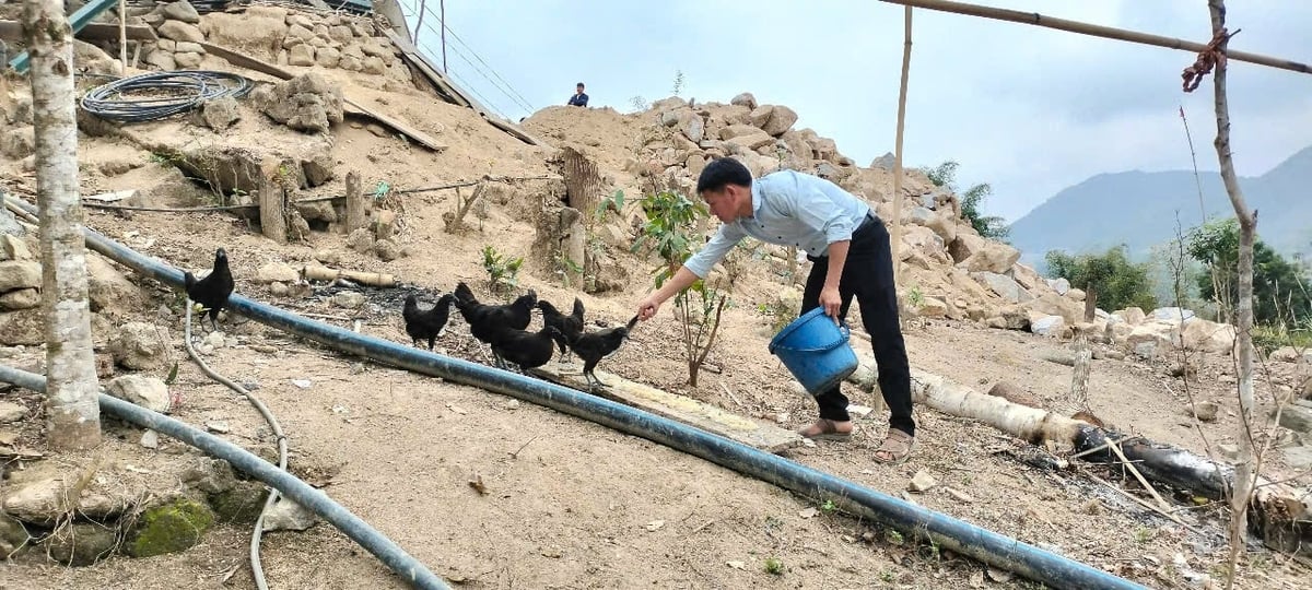 Được hỗ trợ gà giống, thầy giáo Chai đang cho nhân giống lên. Ảnh: Thanh Tâm. Được hỗ trợ gà giống, thầy giáo Chai đang cho nhân giống lên. Ảnh: Thanh Tâm.