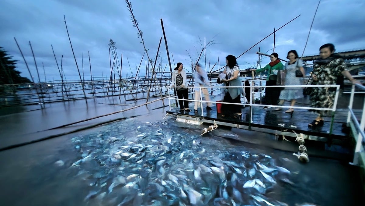 Những chú cá 'hạnh phúc' bơi tung tăng trong lòng sông, hân hoan và rộn rã chào đón du khách trên lồng bè. Những chú cá 'hạnh phúc' bơi tung tăng trong lòng sông, hân hoan và rộn rã chào đón du khách trên lồng bè.