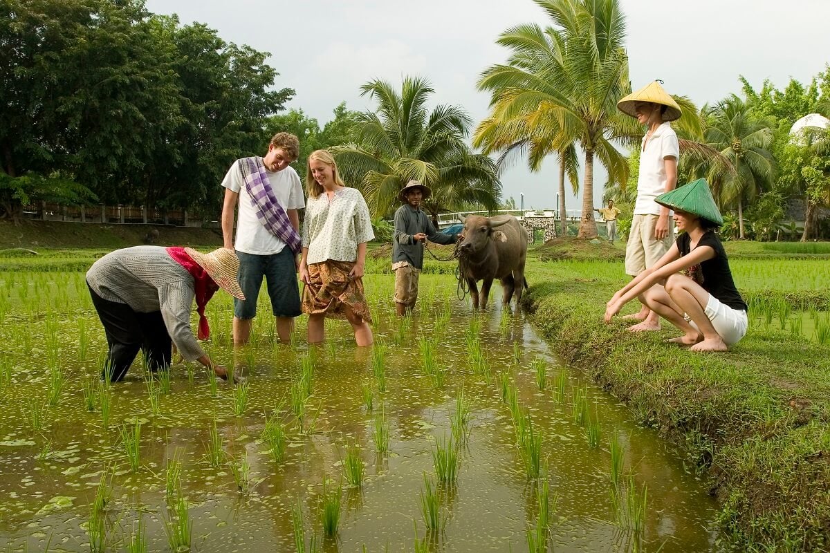 Du khách nước ngoài trải nghiệm cấy lúa. Du khách nước ngoài trải nghiệm cấy lúa.