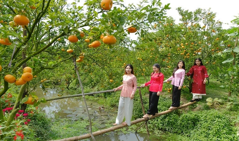 Du khách thích thú tạo dáng chụp ảnh bên vườn quýt hồng trĩu quả ở Lai Vung, Đồng Tháp. Du khách thích thú tạo dáng chụp ảnh bên vườn quýt hồng trĩu quả ở Lai Vung, Đồng Tháp.