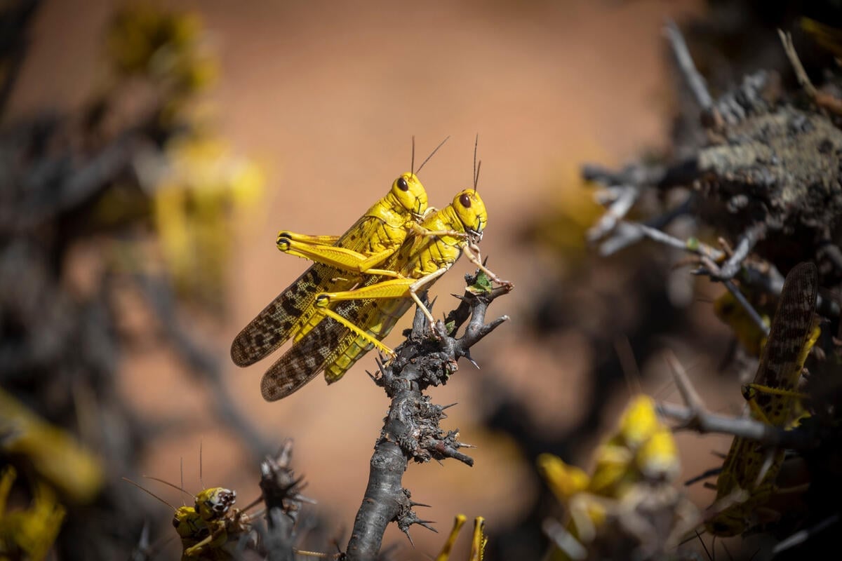 The desert locust remains one of the world’s most destructive migratory pests.