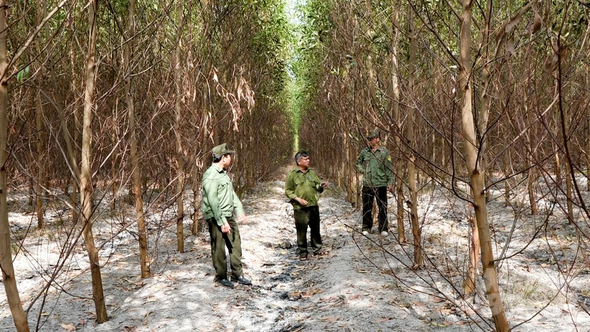 Công tác chăm sóc rừng đạt chứng chỉ FSC sau khai thác được thực hiện thường xuyên để giúp phát triển rừng bền vững. Ảnh: Minh Sáng. Công tác chăm sóc rừng đạt chứng chỉ FSC sau khai thác được thực hiện thường xuyên để giúp phát triển rừng bền vững. Ảnh: Minh Sáng.