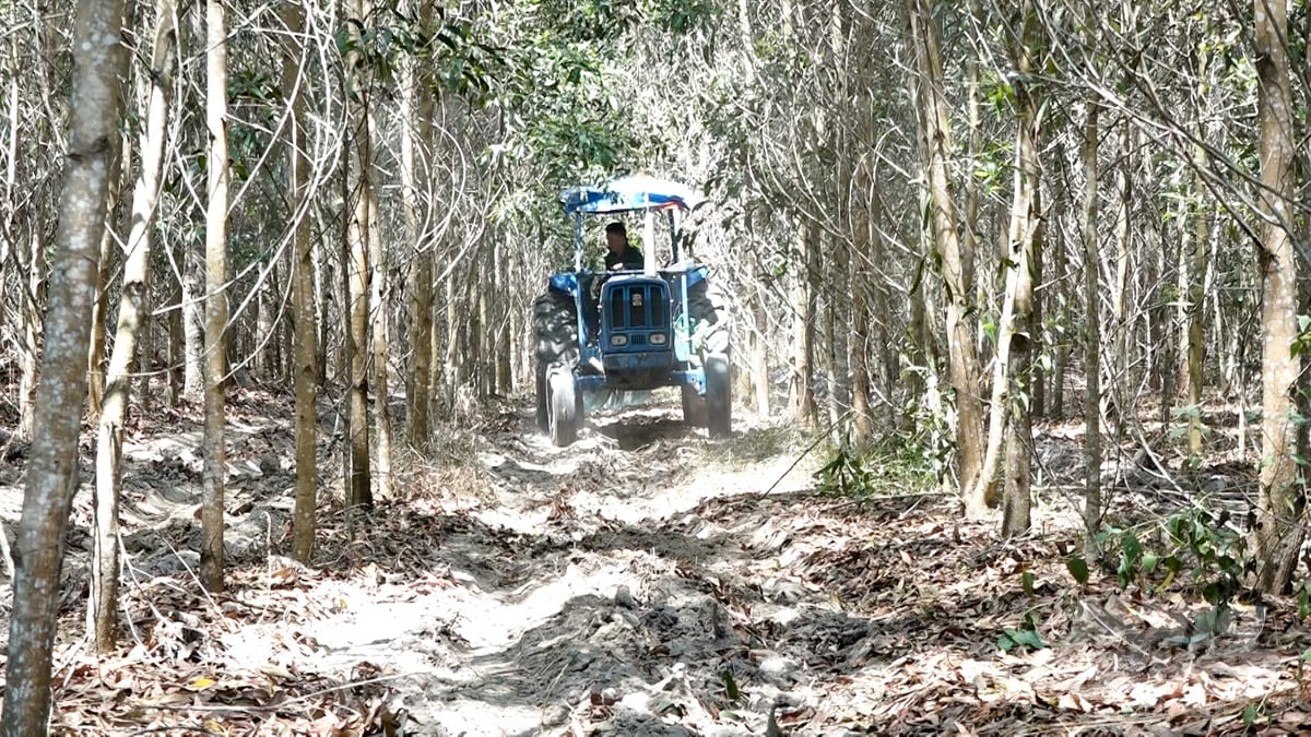 Người dân đang tích cực phối hợp với các phân trường ưu tiên xử lý thực bì trong những diện tích rừng đạt chứng chỉ FSC. Ảnh: Minh Sáng. Người dân đang tích cực phối hợp với các phân trường ưu tiên xử lý thực bì trong những diện tích rừng đạt chứng chỉ FSC. Ảnh: Minh Sáng.