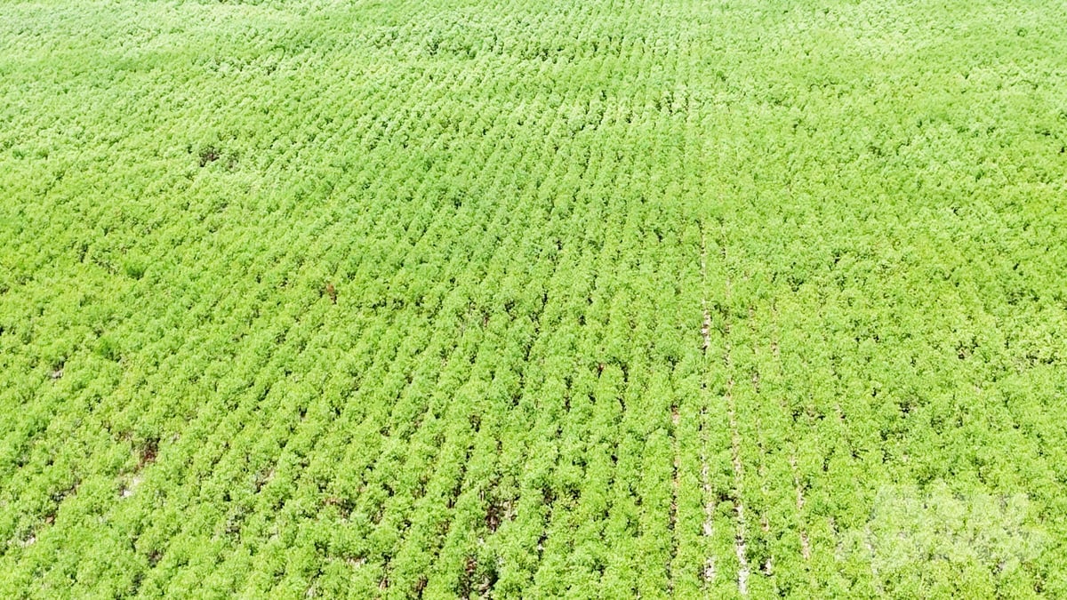 Những khu vực rừng được cấp chứng chỉ FSC trong lâm phận của BQL rừng phòng hộ Xuân Lộc. Ảnh: Minh Sáng. Những khu vực rừng được cấp chứng chỉ FSC trong lâm phận của BQL rừng phòng hộ Xuân Lộc. Ảnh: Minh Sáng.