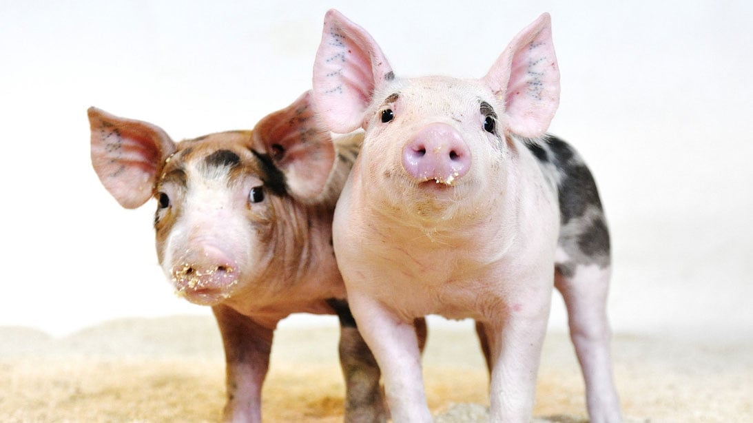 Riêng tại Hoa Kỳ, PRRS gây thiệt hại hơn 300 triệu USD mỗi năm cho ngành chăn nuôi lợn. Ảnh: Genus. Riêng tại Hoa Kỳ, PRRS gây thiệt hại hơn 300 triệu USD mỗi năm cho ngành chăn nuôi lợn. Ảnh: Genus.