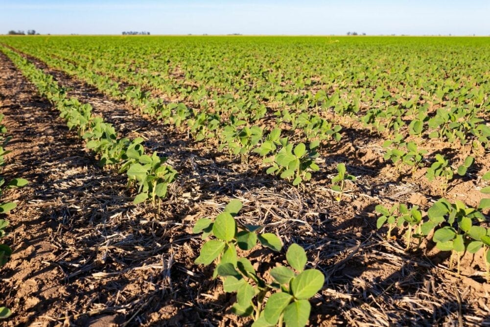  Soybean field in Argentina. Photo Credit: STOCK.ADOBE.COM.