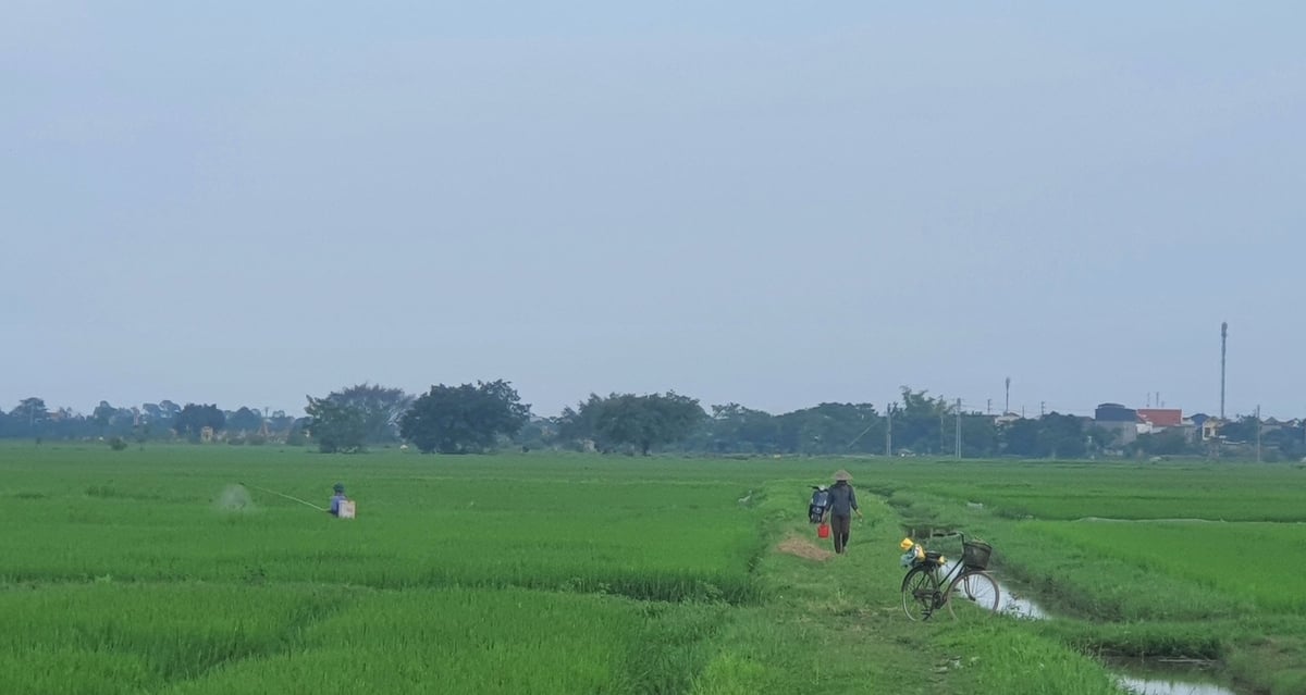 Thái Bình đề cao vai trò lãnh đạo của chủ tịch UBND xã trong việc chỉ đạo, hướng dẫn nông dân phòng, trừ sâu bệnh hại lúa. Ảnh: Xuân Vũ. Thái Bình đề cao vai trò lãnh đạo của chủ tịch UBND xã trong việc chỉ đạo, hướng dẫn nông dân phòng, trừ sâu bệnh hại lúa. Ảnh: Xuân Vũ.