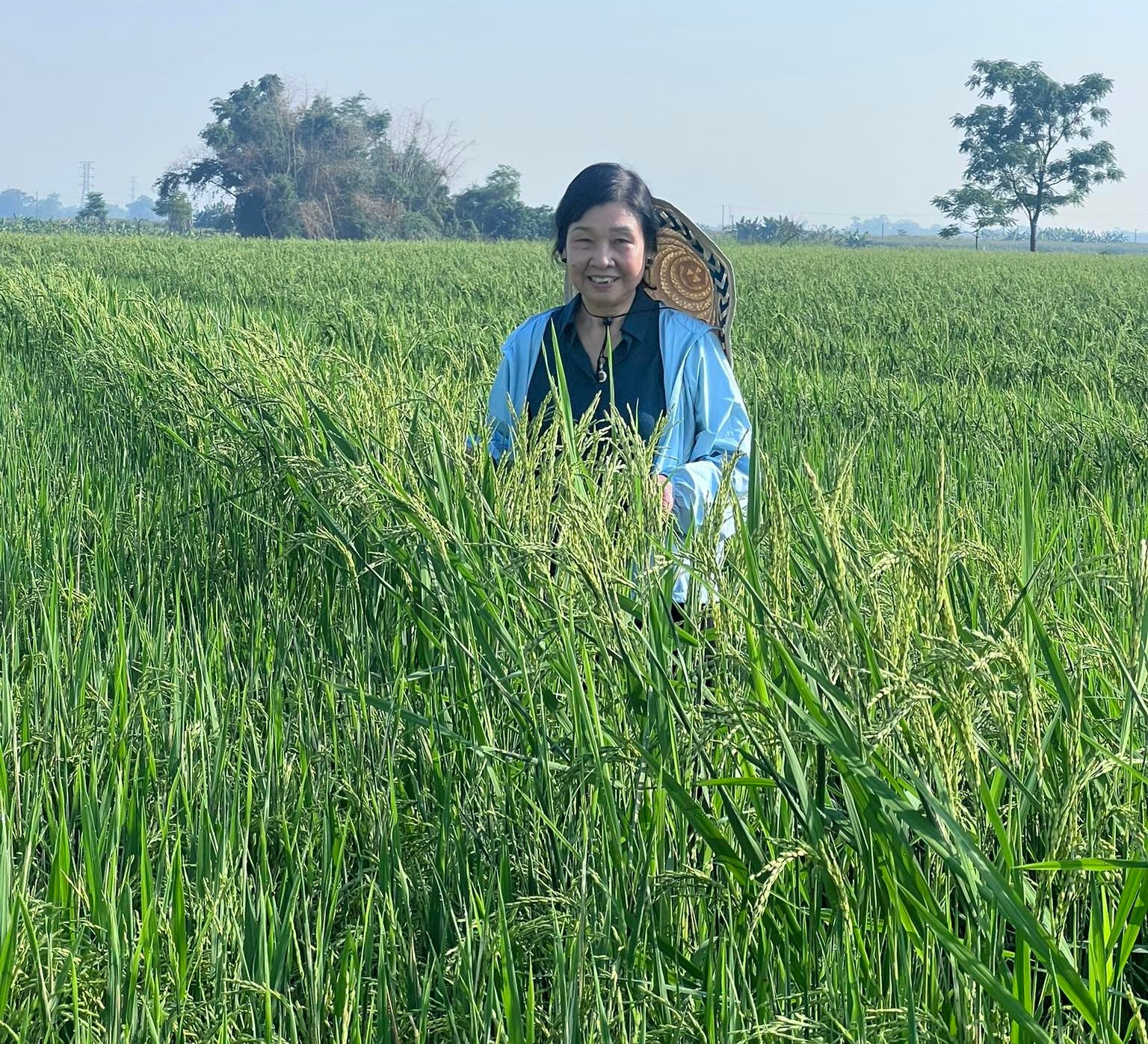 Bà Phạm Thị Cằng thăm ruộng sản xuất hạt lai ở Quảng Nam. Ảnh: Nhân vật cung cấp. Bà Phạm Thị Cằng thăm ruộng sản xuất hạt lai ở Quảng Nam. Ảnh: Nhân vật cung cấp.