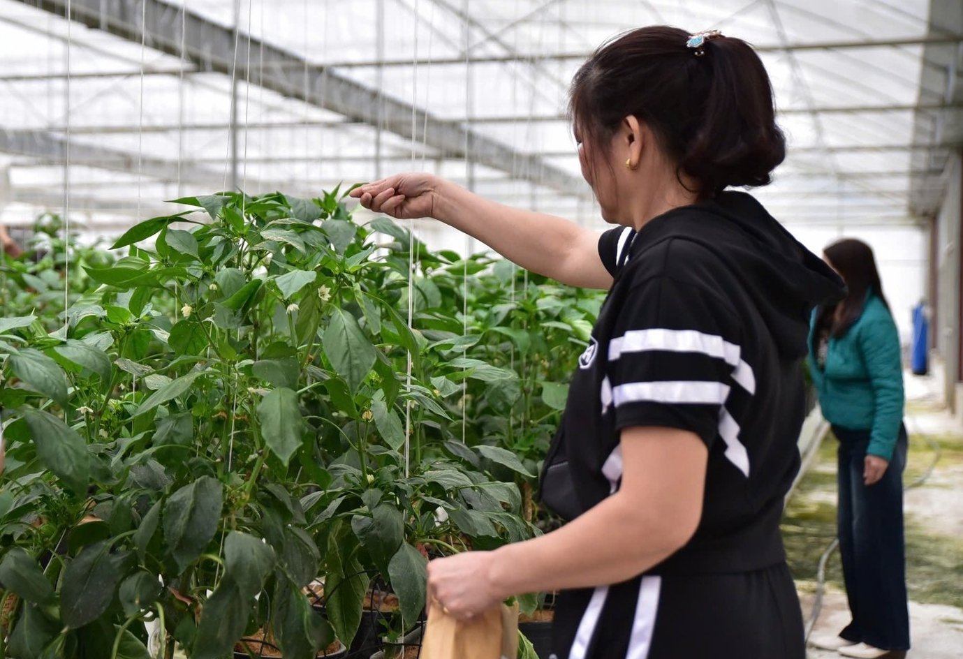 Nông dân thực hành rắc nhện bắt mồi được trộn cùng cám lúa mì lên lá ớt chuông để tiêu diệt sâu, nhện hại. Ảnh: Kiều Chi. Nông dân thực hành rắc nhện bắt mồi được trộn cùng cám lúa mì lên lá ớt chuông để tiêu diệt sâu, nhện hại. Ảnh: Kiều Chi.