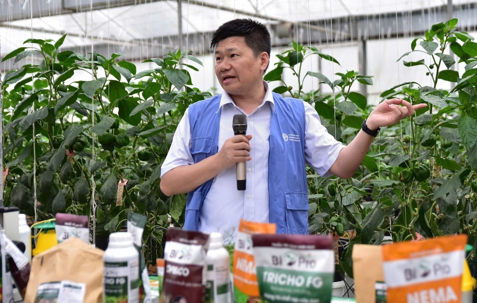 Chuyện gia FAO tại Việt Nam giới thiệu, hướng dẫn nông dân Mộc Châu sử dụng các loài thiên địch trong phòng trừ sâu, nhện hại cây trồng. Ảnh: Kiều Chi. Chuyện gia FAO tại Việt Nam giới thiệu, hướng dẫn nông dân Mộc Châu sử dụng các loài thiên địch trong phòng trừ sâu, nhện hại cây trồng. Ảnh: Kiều Chi.