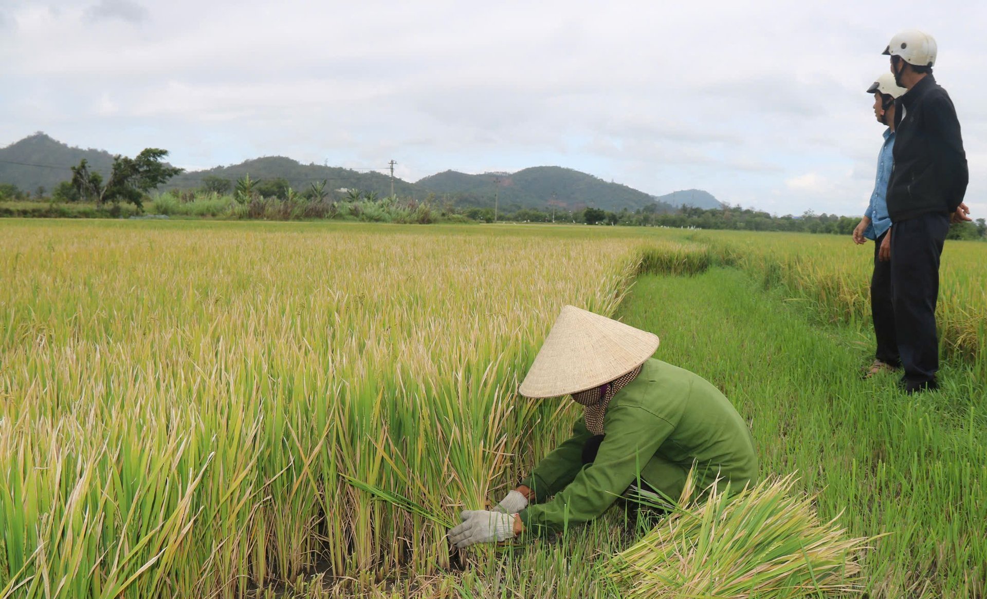 Hơn một nửa trong số 260ha lúa bị thiệt hại tại huyện Krông Bông có mức độ thiệt hại trên 70%, người dân phải cắt làm thức ăn cho gia súc. Ảnh: Trần Thọ. Hơn một nửa trong số 260ha lúa bị thiệt hại tại huyện Krông Bông có mức độ thiệt hại trên 70%, người dân phải cắt làm thức ăn cho gia súc. Ảnh: Trần Thọ.