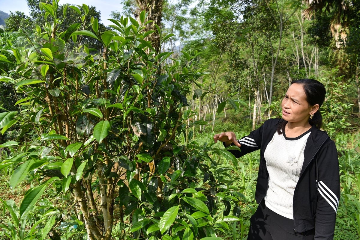 Chị Trần Thị Huệ - Trưởng xóm Lấp bên một cây chè shan tuyết. Ảnh: Dương Đình Tường. Chị Trần Thị Huệ - Trưởng xóm Lấp bên một cây chè shan tuyết. Ảnh: Dương Đình Tường.