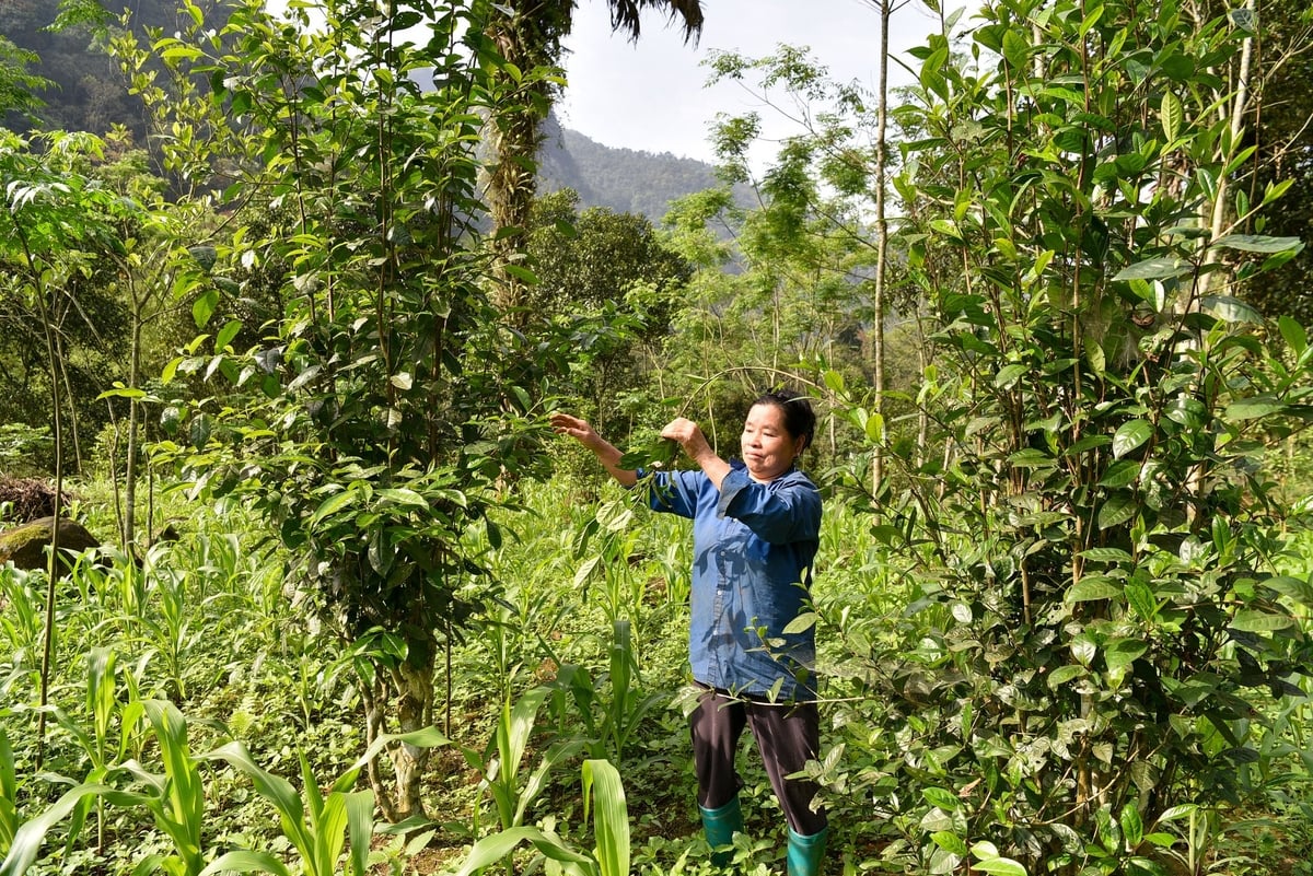 Vì không hiệu quả kinh tế, bà Hà Thị Sơn đã chặt bỏ dần những cây chè shan tuyết để trồng ngô, sắn. Ảnh: Dương Đình Tường. Vì không hiệu quả kinh tế, bà Hà Thị Sơn đã chặt bỏ dần những cây chè shan tuyết để trồng ngô, sắn. Ảnh: Dương Đình Tường.