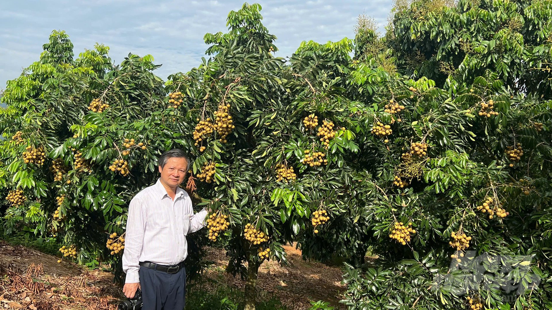 PGS.TS Nguyễn Quốc Hùng, Viện trưởng Viện Nghiên cứu Rau quả kiểm tra mô hình sản xuất nhãn chín sớm ở xã Chiềng Khoong, huyện Sông Mã. Ảnh: Hải Tiến. PGS.TS Nguyễn Quốc Hùng, Viện trưởng Viện Nghiên cứu Rau quả kiểm tra mô hình sản xuất nhãn chín sớm ở xã Chiềng Khoong, huyện Sông Mã. Ảnh: Hải Tiến.