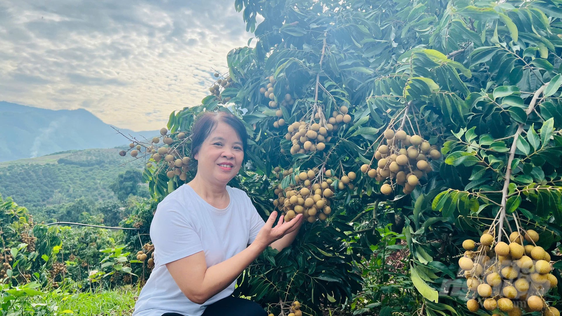 Cán bộ Viện Nghiên cứu Rau quả tham quan vườn nhãn chín sớm ở xã Chiềng Cang, huyện Sông Mã. Ảnh: Hải Tiến. Cán bộ Viện Nghiên cứu Rau quả tham quan vườn nhãn chín sớm ở xã Chiềng Cang, huyện Sông Mã. Ảnh: Hải Tiến.