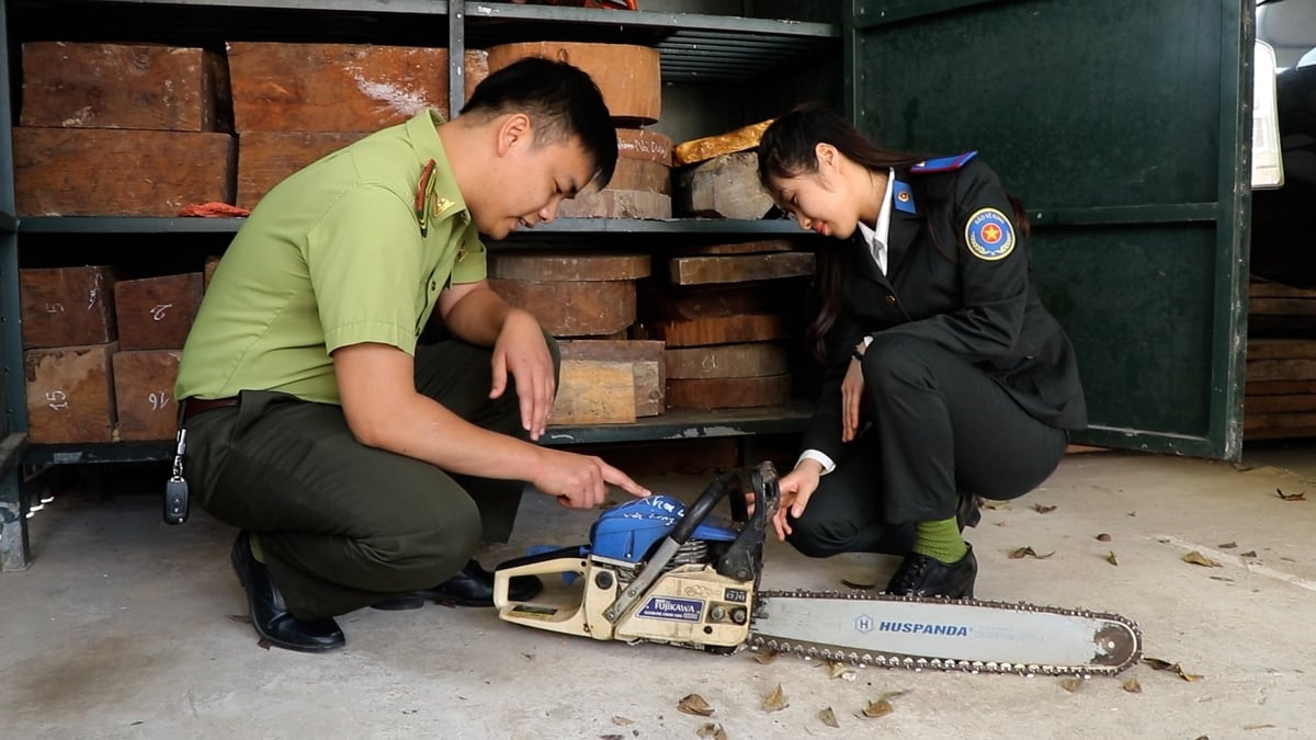 Quản lý cưa máy tập trung tại Khu dự trữ thiên nhiên Kim Hỷ. Ảnh: Ngọc Tú. Quản lý cưa máy tập trung tại Khu dự trữ thiên nhiên Kim Hỷ. Ảnh: Ngọc Tú.