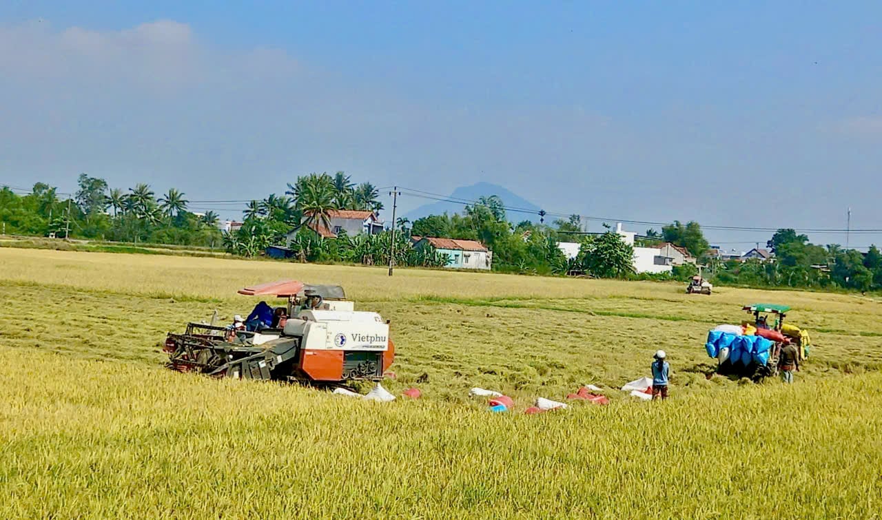 Nông dân Phú Yên thu hoạch lúa đông xuân với năng suất giảm hơn cùng kỳ. Ảnh: KS. Nông dân Phú Yên thu hoạch lúa đông xuân với năng suất giảm hơn cùng kỳ. Ảnh: KS.