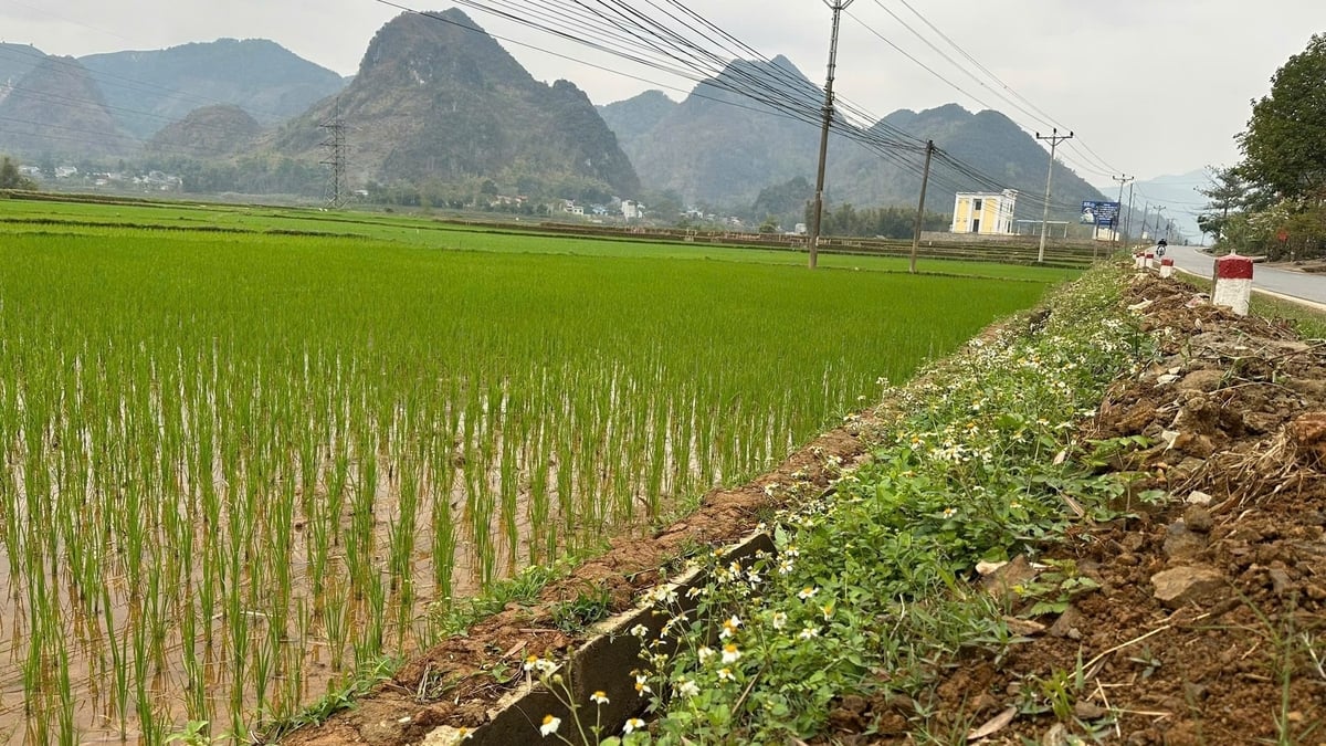 Huyện Thuận Châu sẽ khuyến khích nhân rộng mô hình 'ruộng lúa bờ hoa'. Ảnh: Đức Bình. Huyện Thuận Châu sẽ khuyến khích nhân rộng mô hình 'ruộng lúa bờ hoa'. Ảnh: Đức Bình.